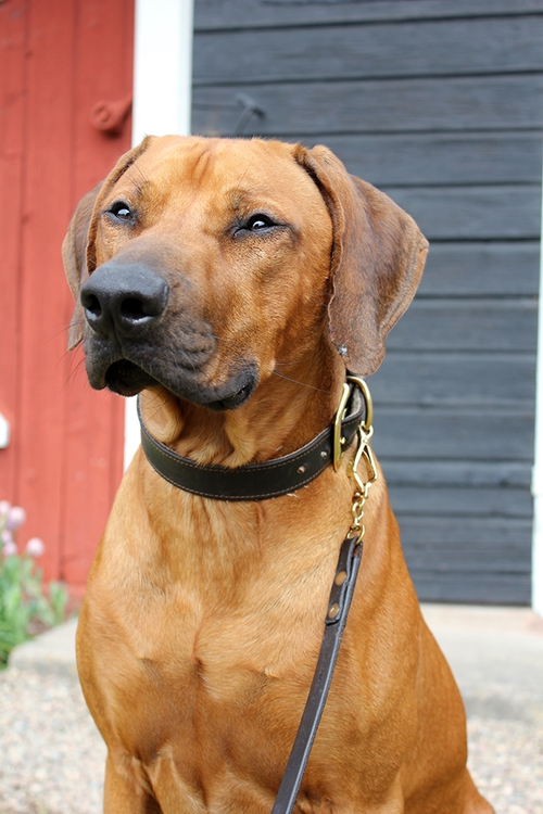 Läderkoppel och läderhalsband från Hund med stil.